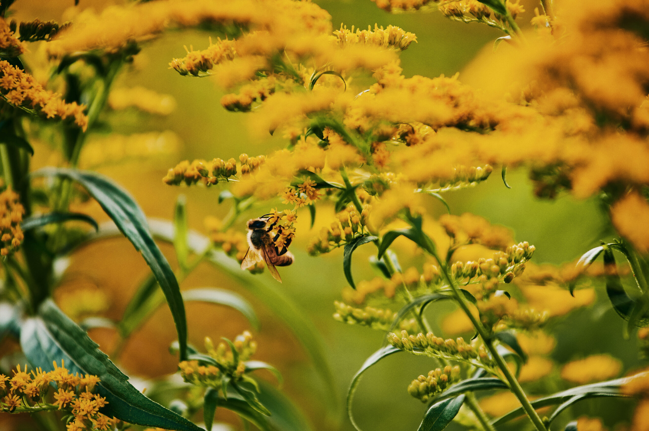 Fleurs pour attirer les abeilles